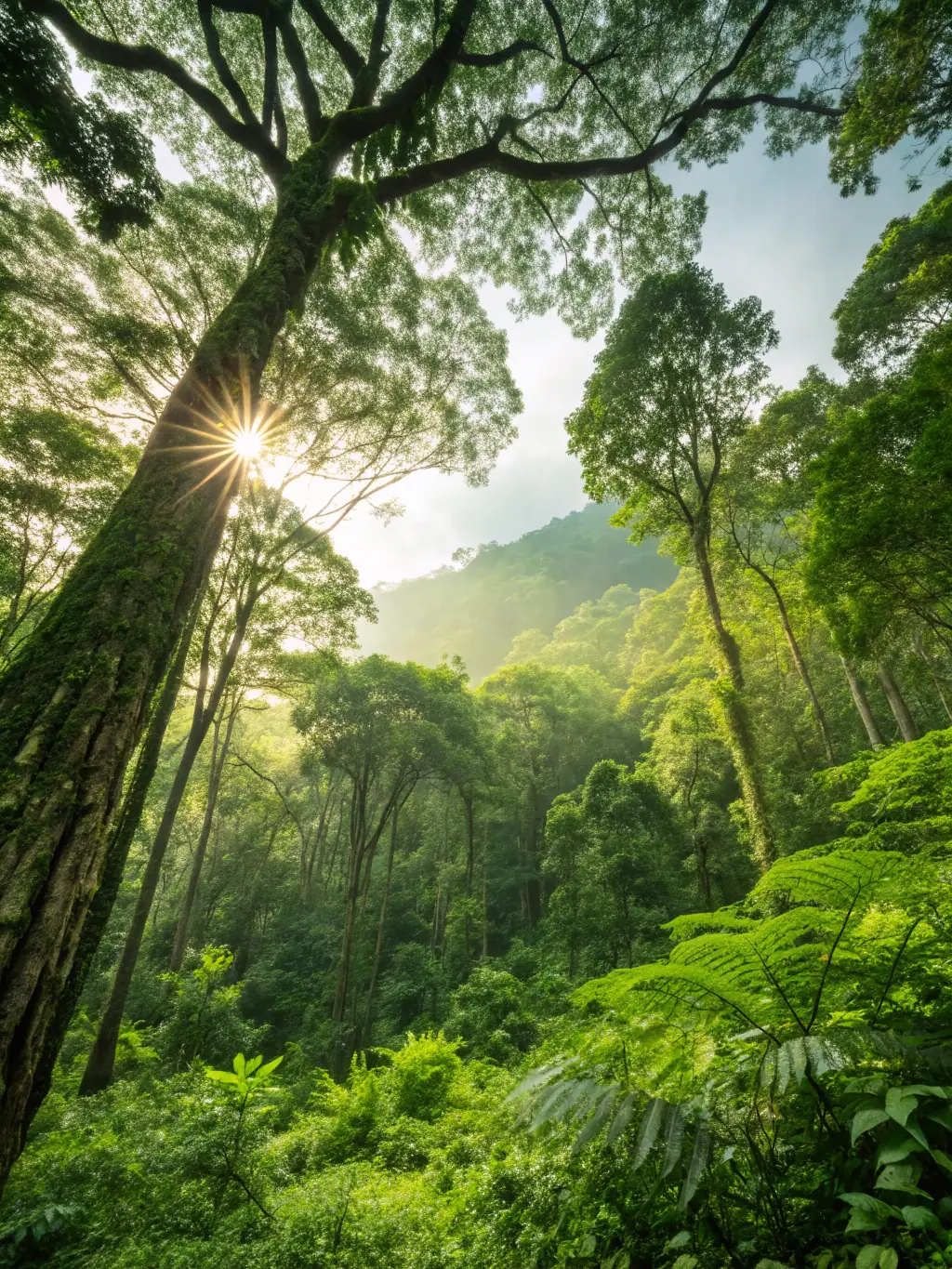 A lush forest in British Columbia, representing a carbon offset project focused on reforestation and conservation.